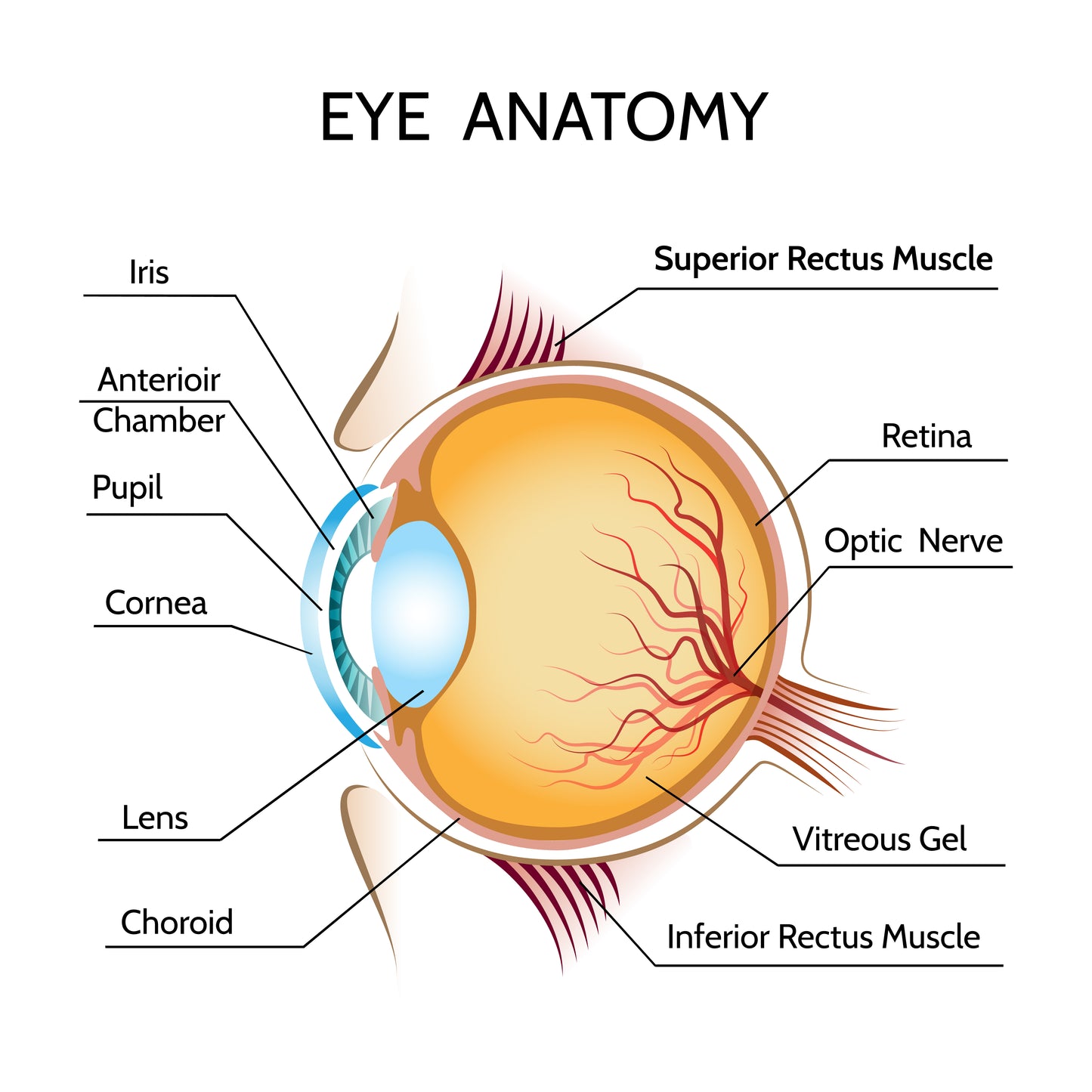 Image by macrovector on Freepik. Anatomy of the eye for optometrist to explain to children and parents. Includes Retina, Optic Nerve, Cornea, Pupil, Iris, and Lens